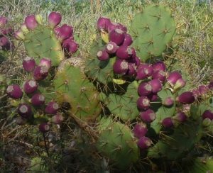 Ans Gorter, le  6 février 2012 (La Palma, iles Canaries)