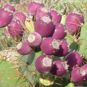  - Opuntia dillenii (Ker Gawl.) Haw. [1819]