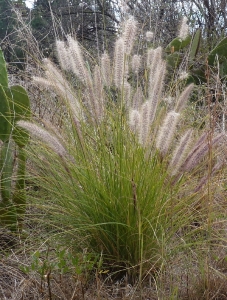 Ans Gorter, le 25 janvier 2012 (La Palma, iles canaries)