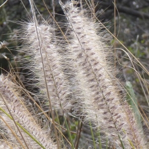 Cenchrus setaceus (Forssk.) Morrone