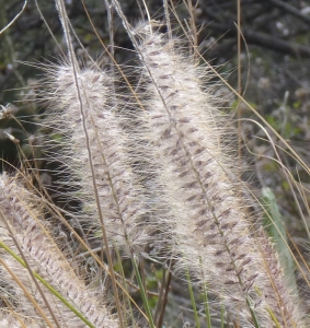 Ans Gorter, le 25 janvier 2012 (La Palma, iles canaries)