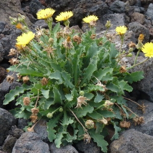 Reichardia ligulata (Vent.) G.Kunkel & Sunding