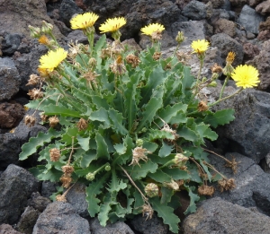 Ans Gorter, le 11 février 2012 (La Palma, iles Canaries)