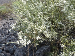 Ans Gorter, le  5 février 2012 (La palma, iles Canaries)