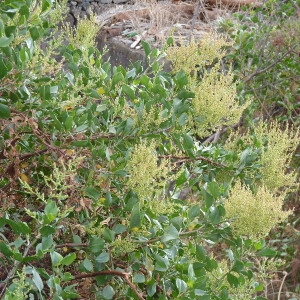  - Rumex lunaria L. [1753]