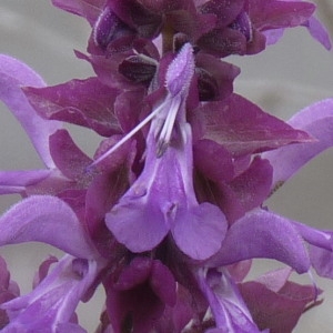 Salvia canariensis L.