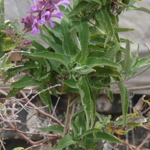  - Salvia canariensis L. [1753]