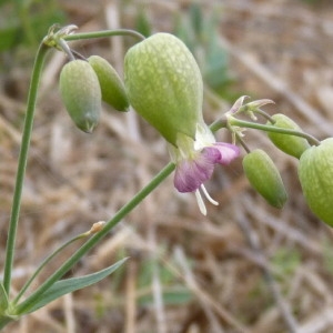Silene vulgaris subsp. macrocarpa Turrill (Silène à gros fruits)