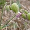  Ans Gorter - Silene vulgaris subsp. macrocarpa Turrill [1956]