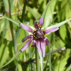 Photographie n°202752 du taxon Tragopogon crocifolius L. [1759]