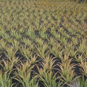 Aloe vera (L.) Burm.f.