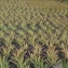  Ans Gorter - Aloe vera (L.) Burm.f. [1768]