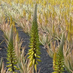 Photographie n°202755 du taxon Aloe vera (L.) Burm.f. [1768]