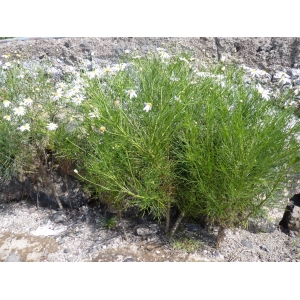 Argyranthemum gracile Sch.Bip.