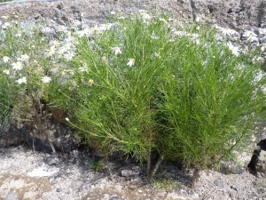 Ans Gorter, le 19 février 2011 (Tenerife, iles Canaries)