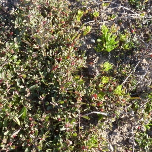 Atriplex semibaccata Moq.