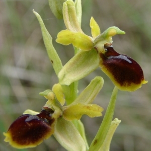 Photographie n°202777 du taxon Ophrys virescens Philippe [1859]