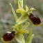  Paul Fabre - Ophrys virescens Philippe [1859]