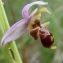  Paul Fabre - Ophrys scolopax Cav. [1793]