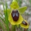  Paul Fabre - Ophrys lutea Cav. [1793]