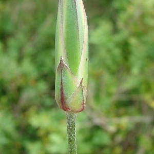 Photographie n°202781 du taxon Scorzonera hispanica L. [1753]