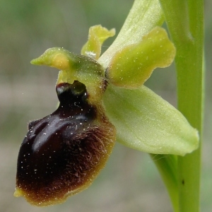 Photographie n°202797 du taxon Ophrys virescens Philippe [1859]