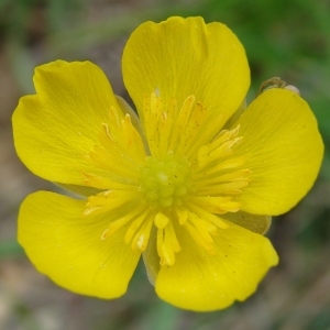 Photographie n°202800 du taxon Ranunculus gramineus L. [1753]