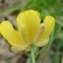 Paul Fabre - Ranunculus gramineus L. [1753]