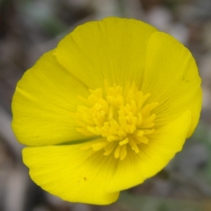 Ranunculus gramineus var. bulbosus Timb.-Lagr. ex Rouy & Foucaud (Renoncule à feuilles de graminée)