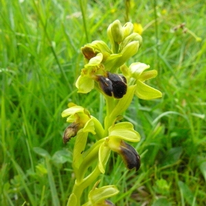 Photographie n°202812 du taxon Ophrys sulcata Devillers & Devillers-Tersch. [1994]