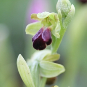 Photographie n°202813 du taxon Ophrys sulcata Devillers & Devillers-Tersch. [1994]