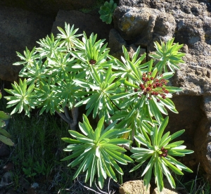 Ans Gorter, le 15 février 2011 (Tenerife, ilesCanaries)