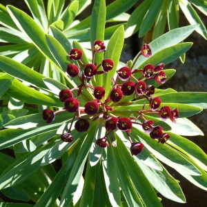 Euphorbia atropurpurea Brouss. ex Willd.