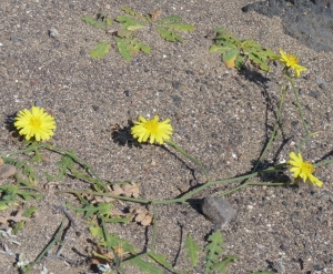 Ans Gorter, le 23 février 2011 (Lanzarote, iles Canaries)