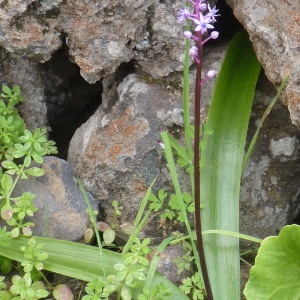 Scilla haemorrhoidalis Webb & Berthel.