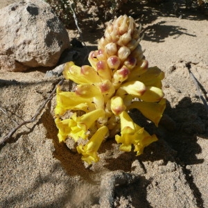 Cistanche phelypaea (L.) Cout. (Cistanque)