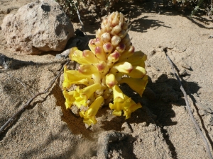 Ans Gorter, le 11 janvier 2010 (Fuerteventura, iles Canaries)