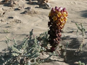 Ans Gorter, le 11 janvier 2010 (Fuerteventura, iles Canaries)