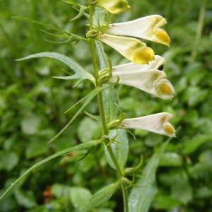 Photographie n°202880 du taxon Melampyrum pratense L. [1753]