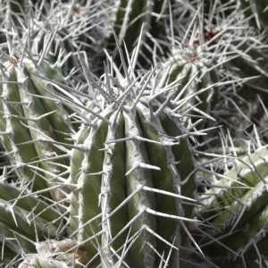 Euphorbia handiensis Burchard