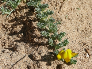 Ans Gorter, le  5 février 2010 (Fuerteventura, iles Canaries)