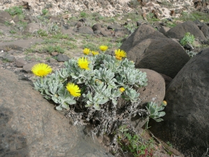 Ans Gorter, le 26 février 2010 (Lanzarote, iles Canaries)