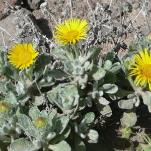 Pulicaria canariensis Bolle