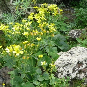 Ranunculus cortusifolius Willd.