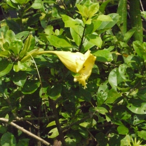 Solandra guttata D. Don