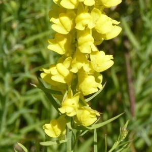  - Linaria angustissima (Loisel.) Borbás [1900]