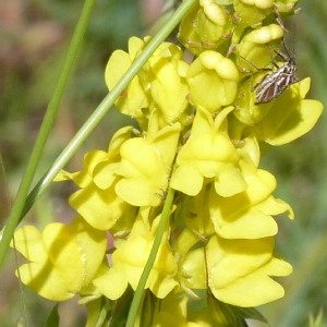 Linaria angustissima (Loisel.) Borbás (Linaire à feuilles étroites)