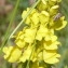  Ans Gorter - Linaria angustissima (Loisel.) Borbás [1900]