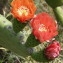  Ans Gorter - Opuntia ficus-indica (L.) Mill. [1768]