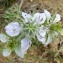  Ans Gorter - Nigella hispanica var. parviflora Coss.